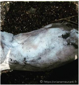 Artisanal ceramic firing in a can